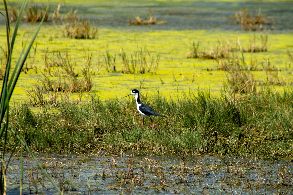 Black-necked Stilt - ML644293566