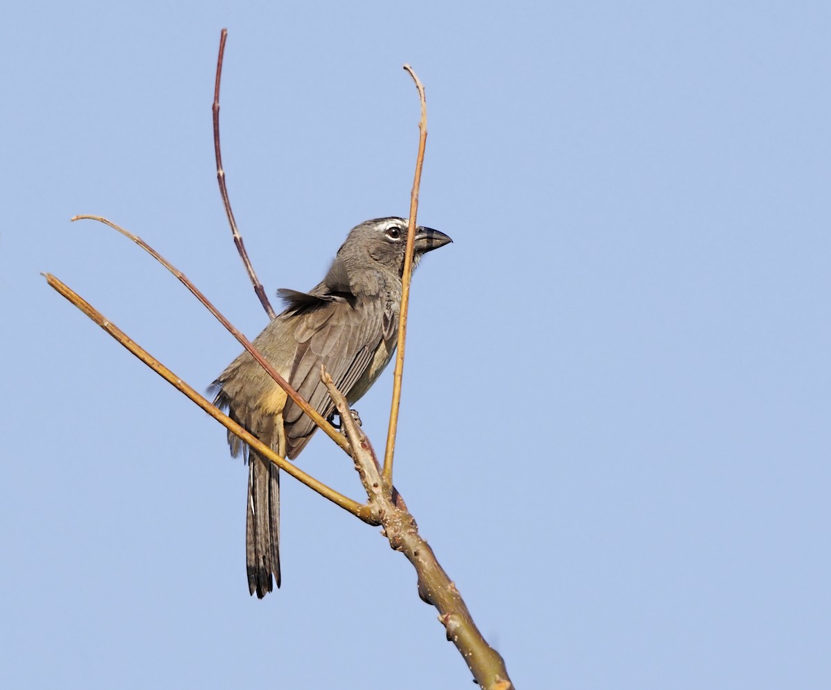 Olive-gray Saltator - ML644293569