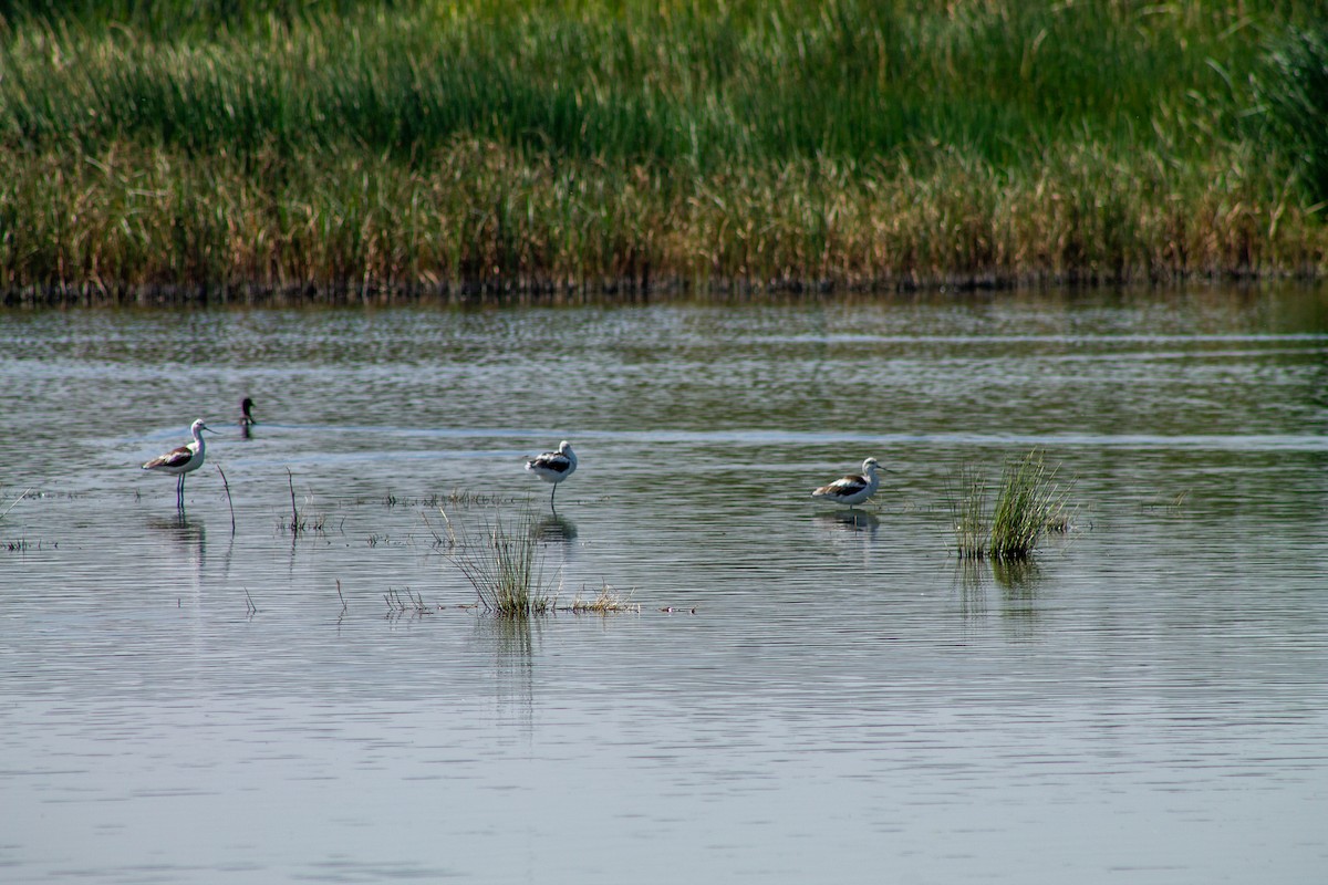 American Avocet - ML644293574