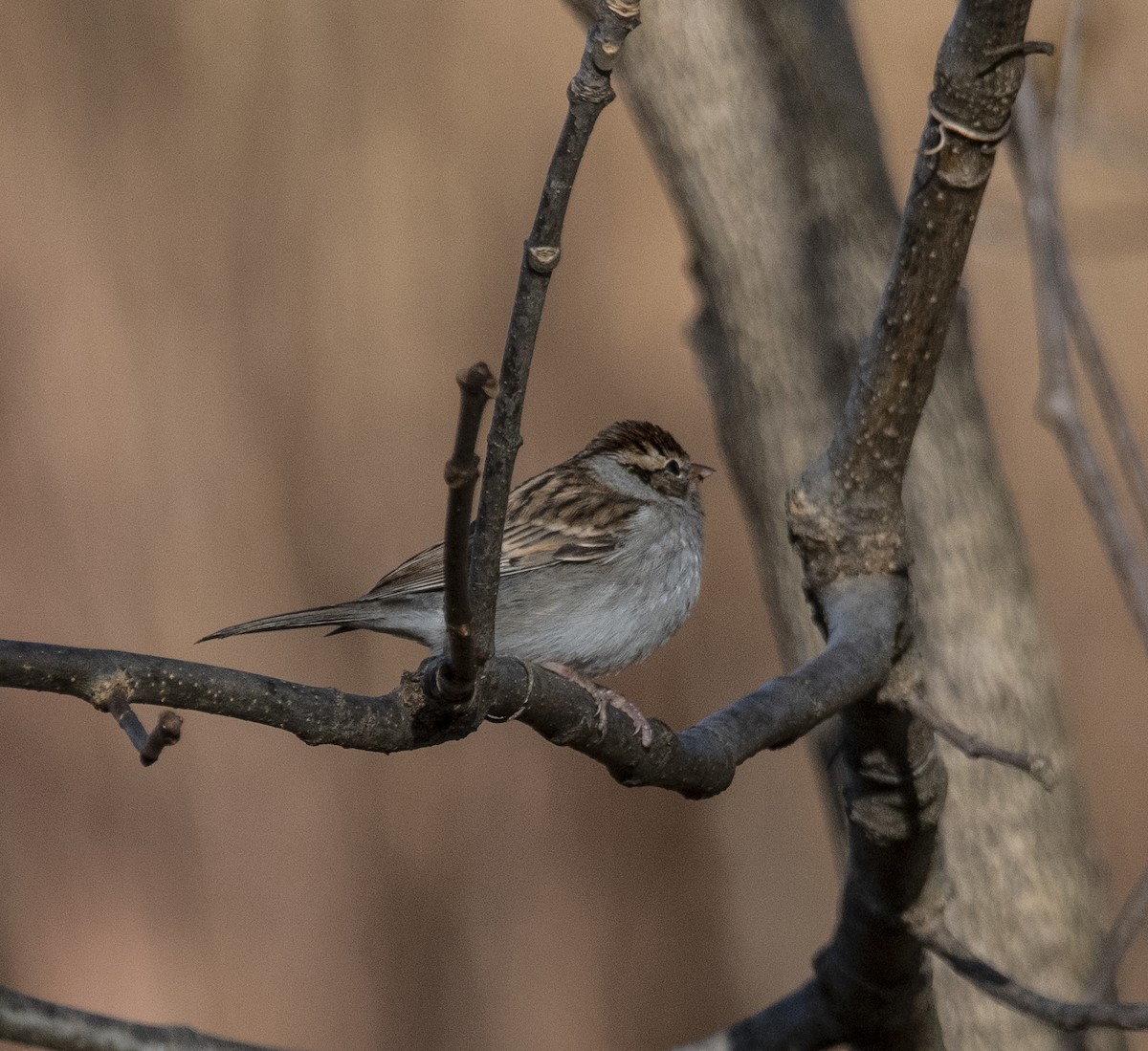Chipping Sparrow - ML644293592
