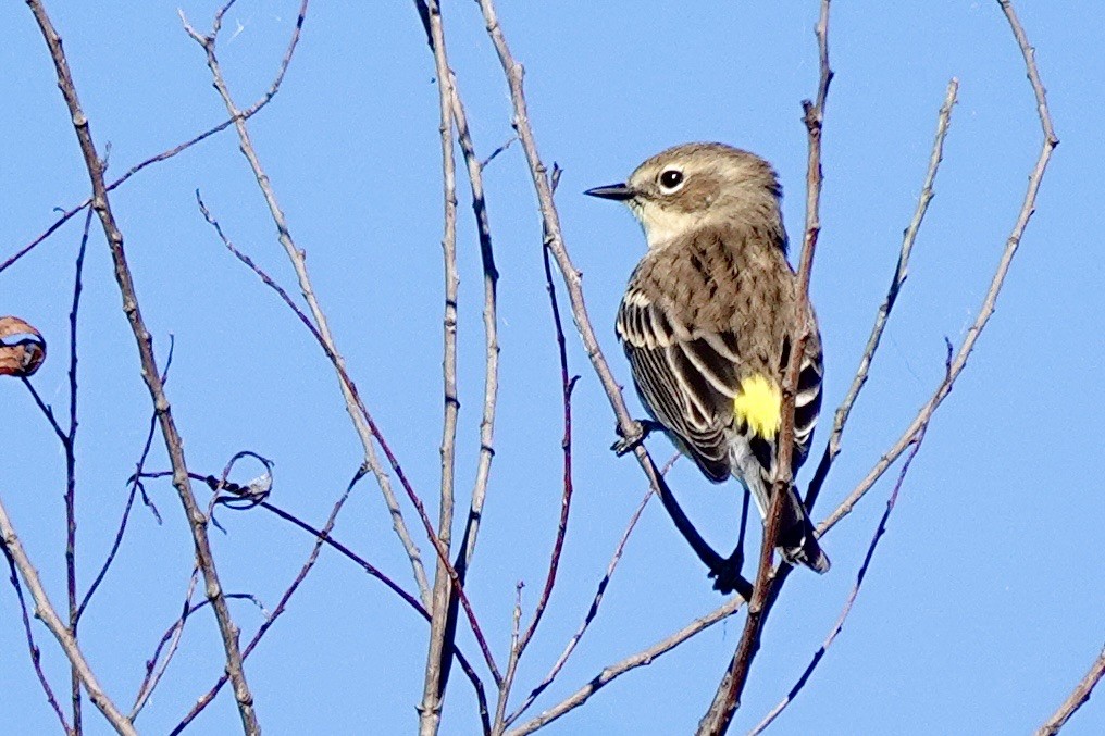 Yellow-rumped Warbler (Myrtle) - ML644293614