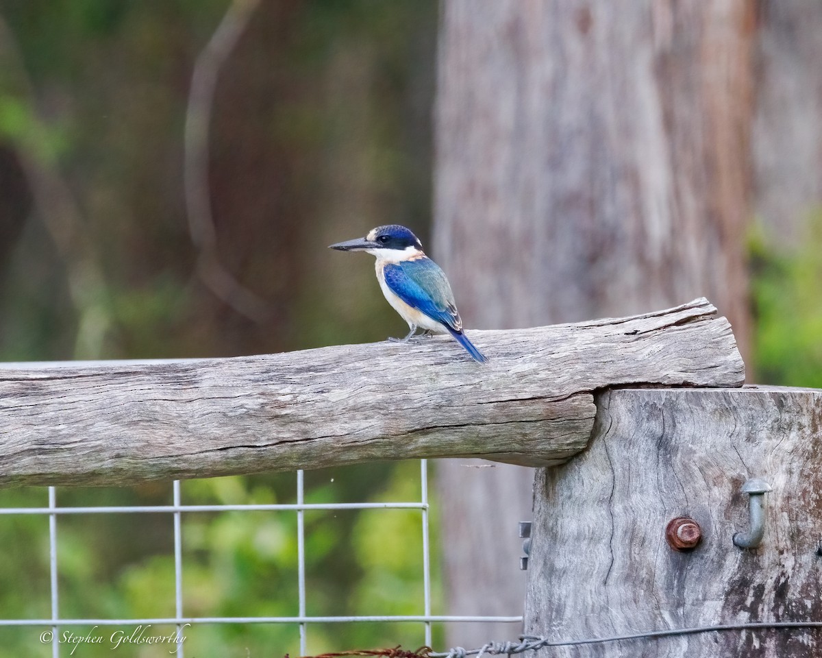 Forest Kingfisher - ML644293617