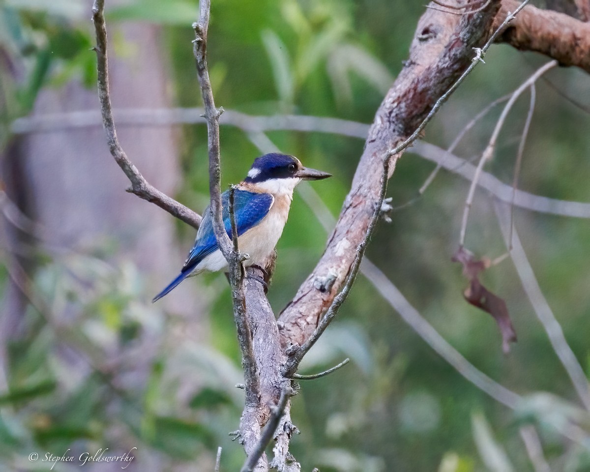 Forest Kingfisher - ML644293618