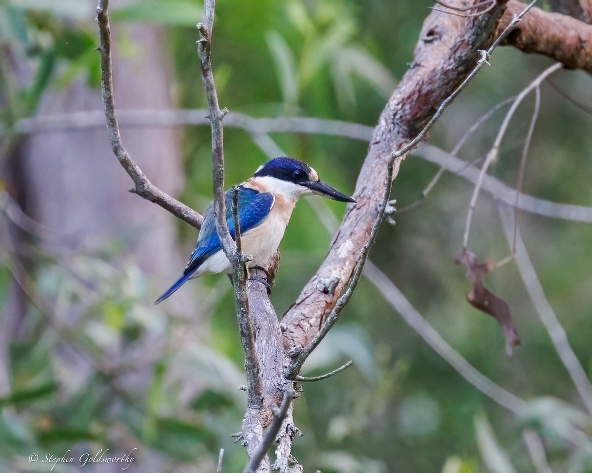 Forest Kingfisher - ML644293619