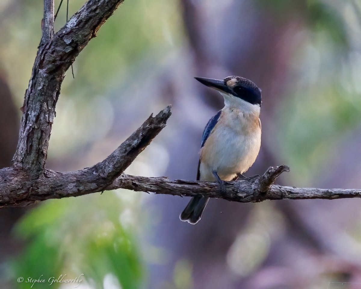 Forest Kingfisher - ML644293621
