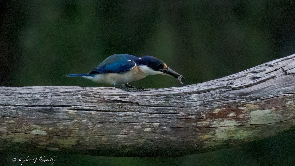 Forest Kingfisher - ML644293623