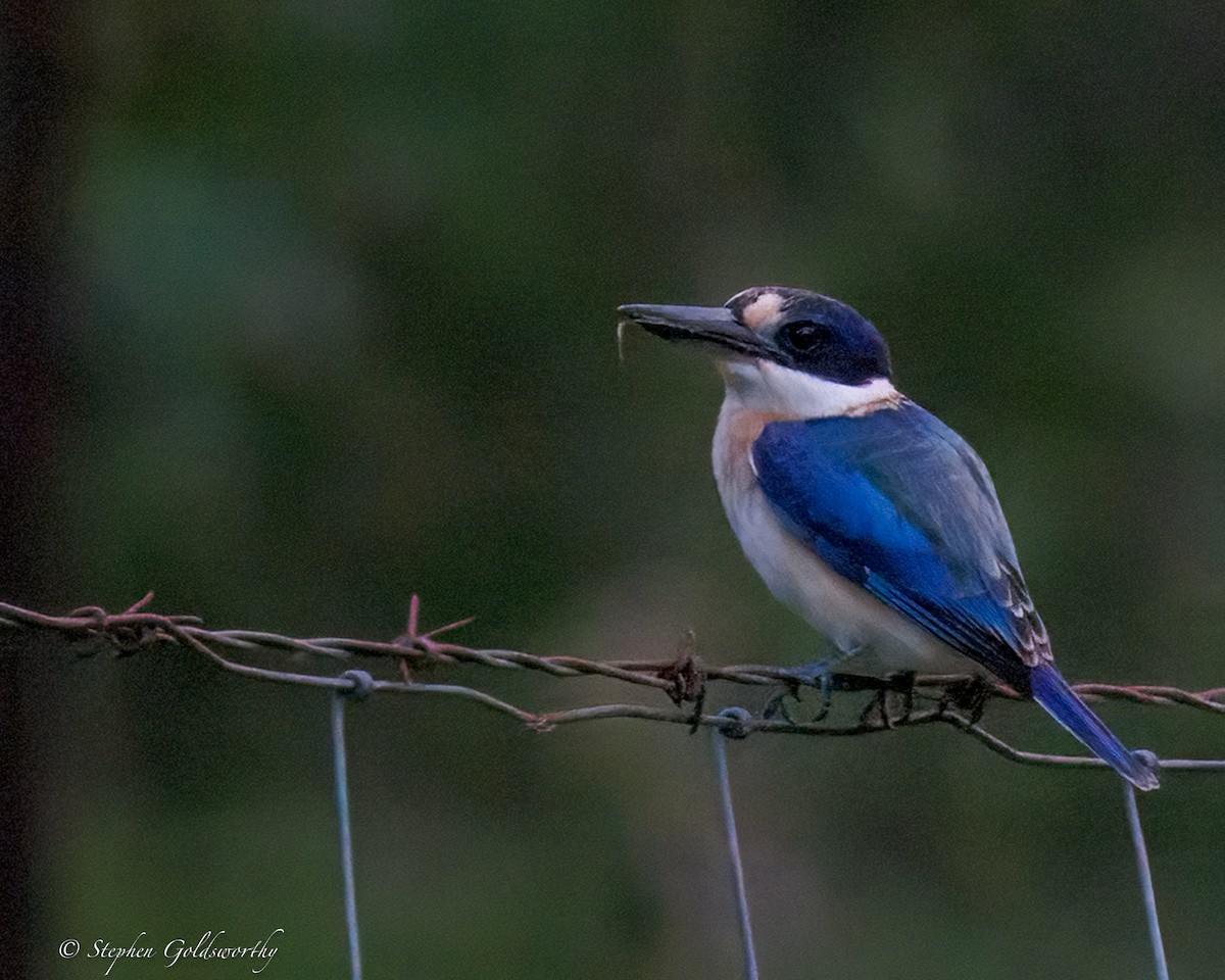 Forest Kingfisher - ML644293624