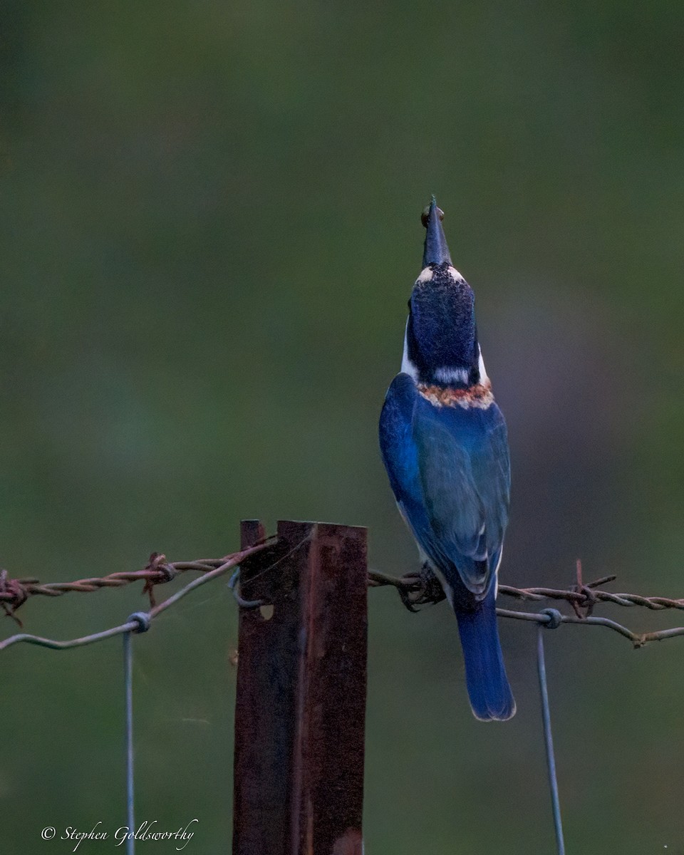 Forest Kingfisher - ML644293626
