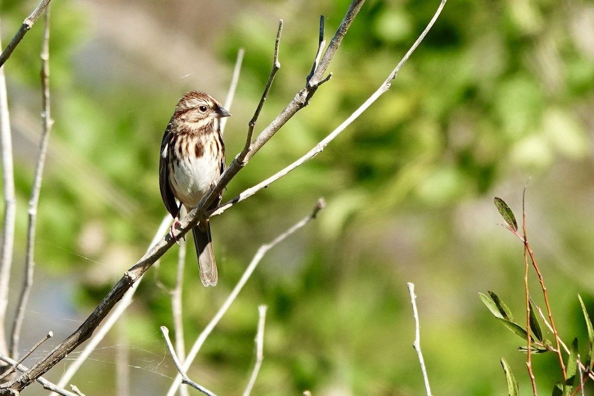 גיבתונית רוננת - ML644293633