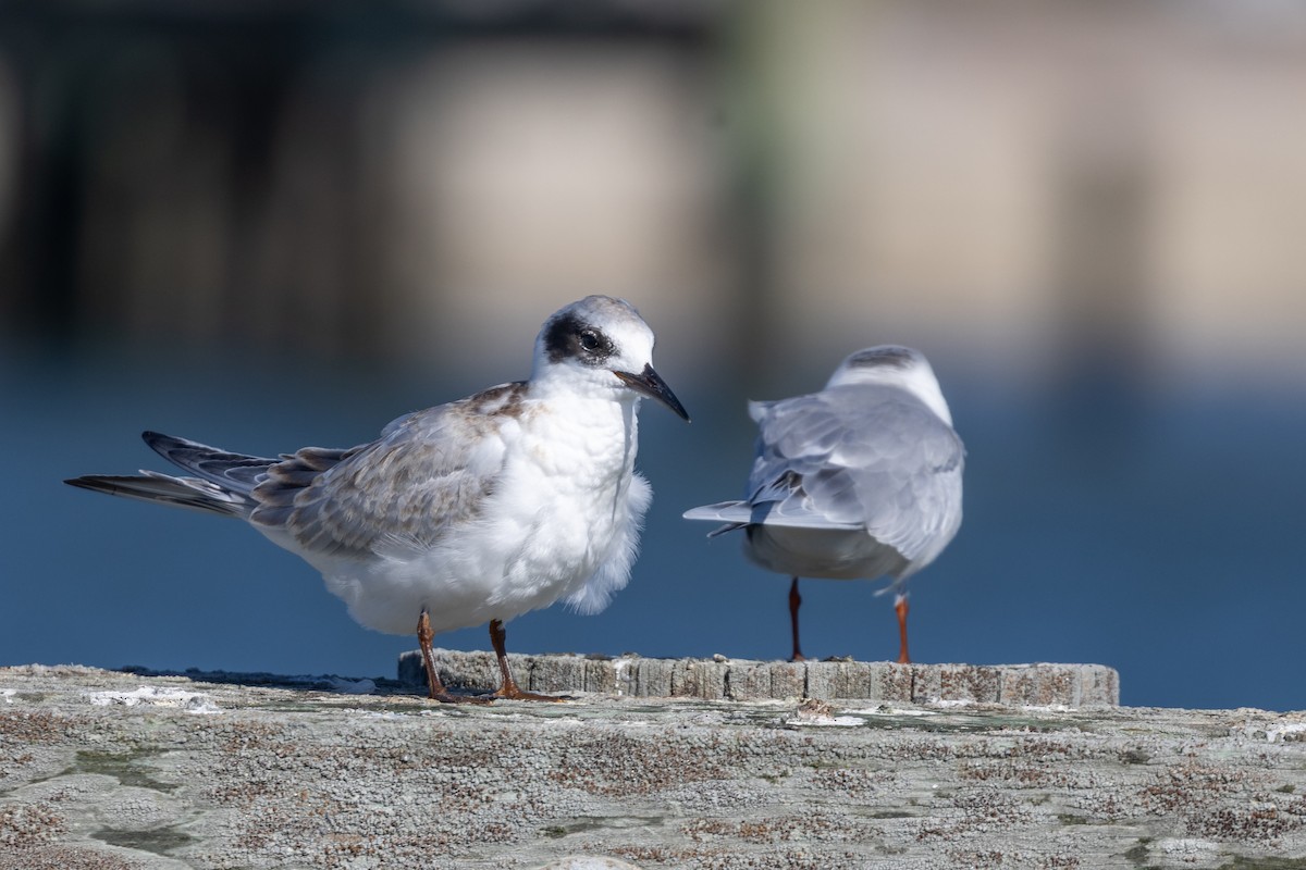 Крячок неоарктичний - ML644293636