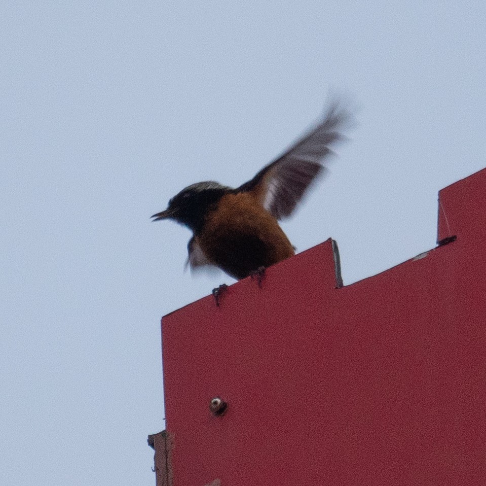 Buztangorri dauriarra - ML644293653