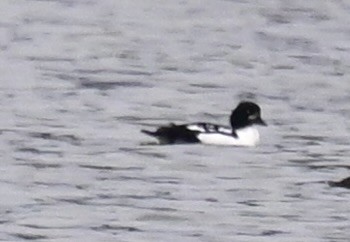 キタホオジロガモ - ML644293661