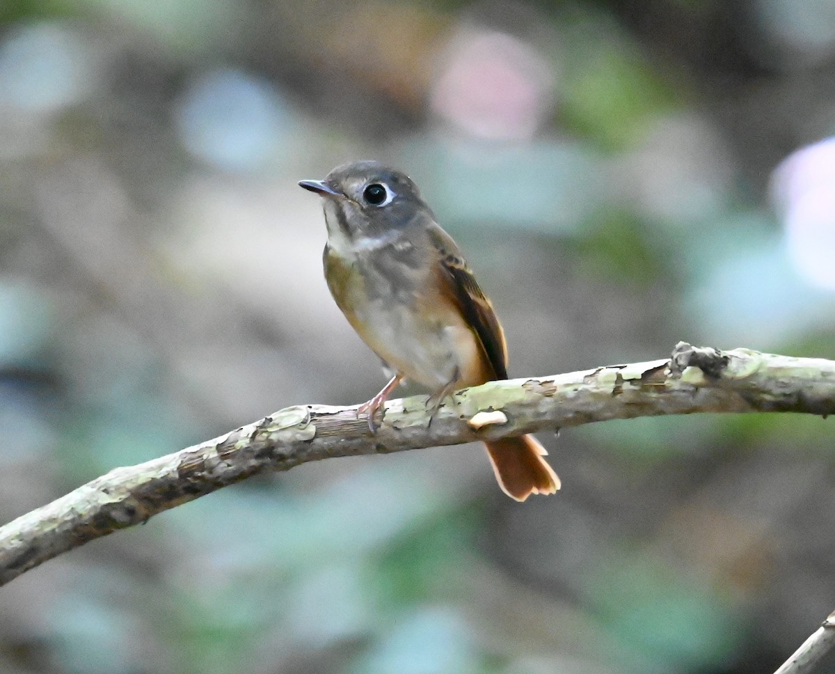 Ferruginous Flycatcher - ML644293670