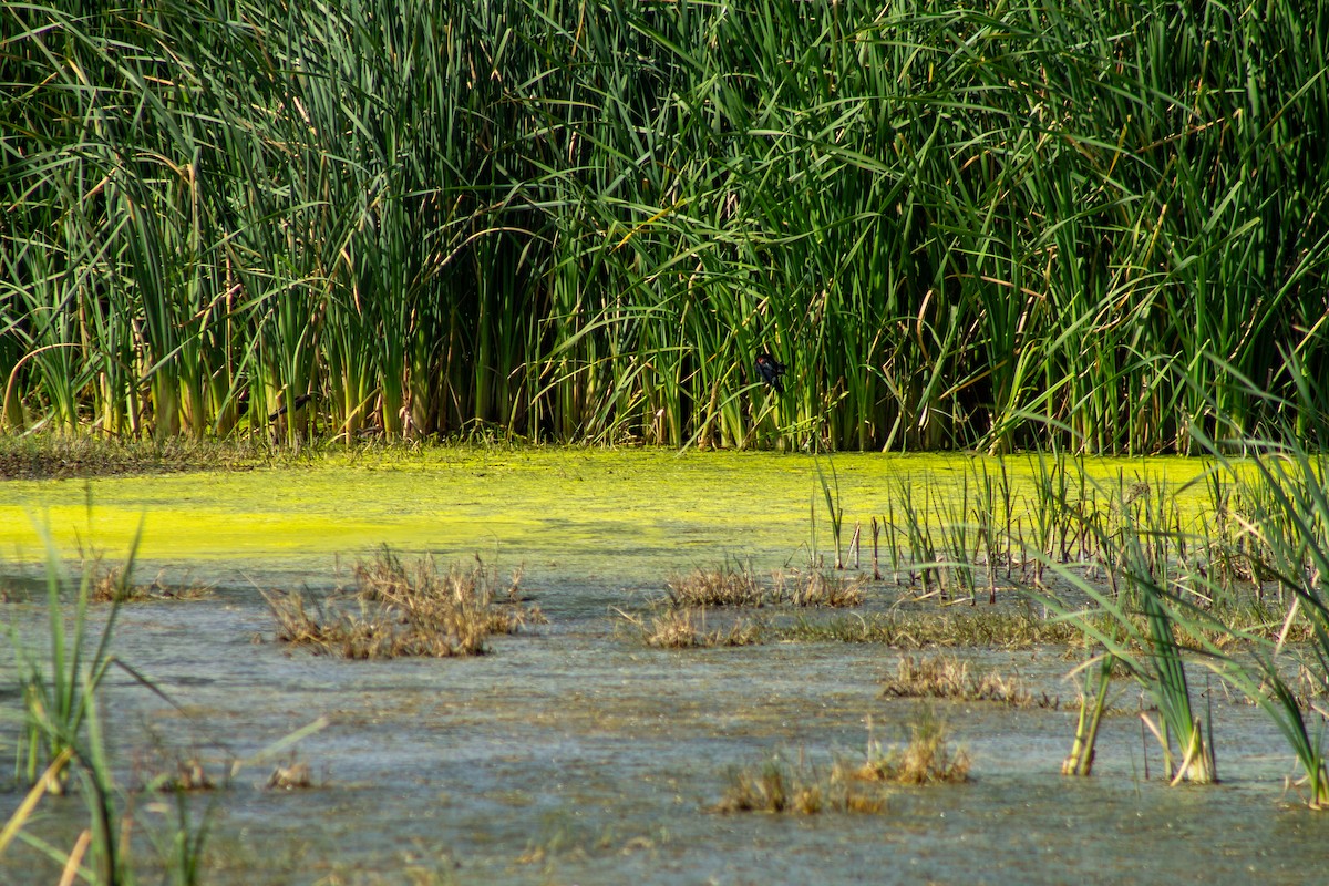 Red-winged Blackbird - ML644293671