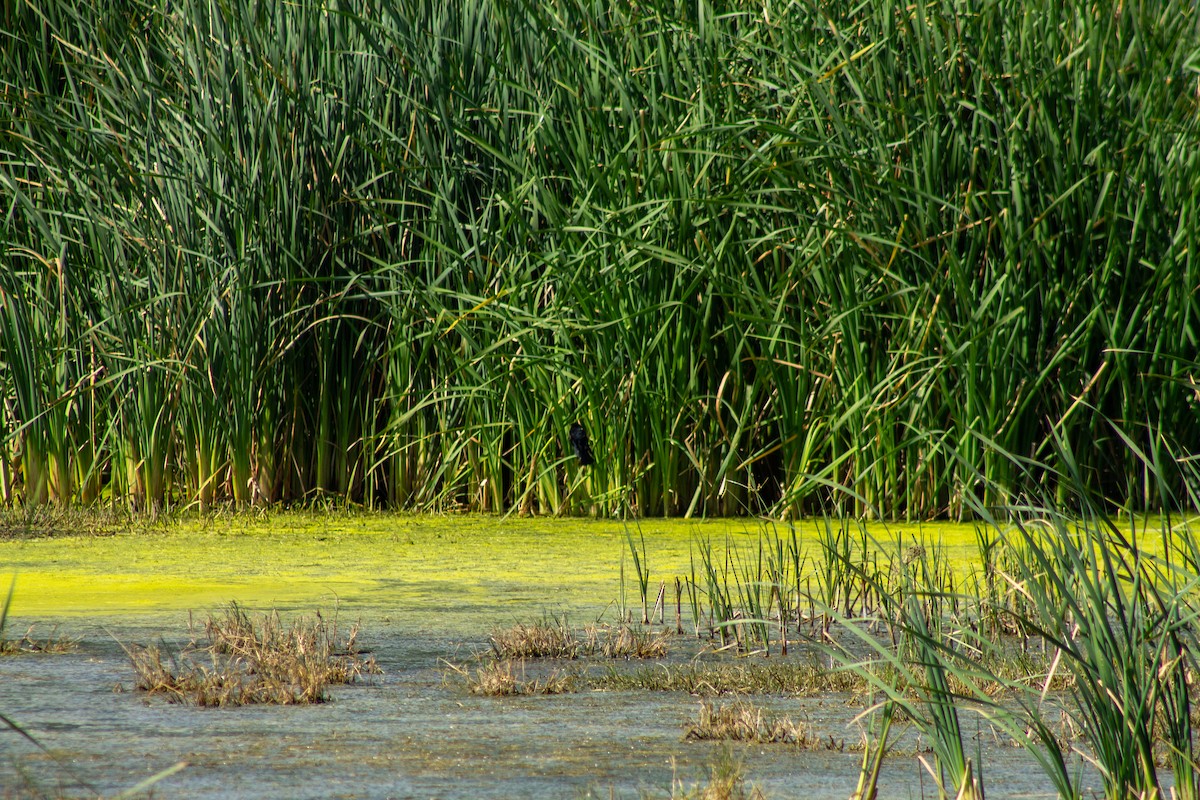 Red-winged Blackbird - ML644293672