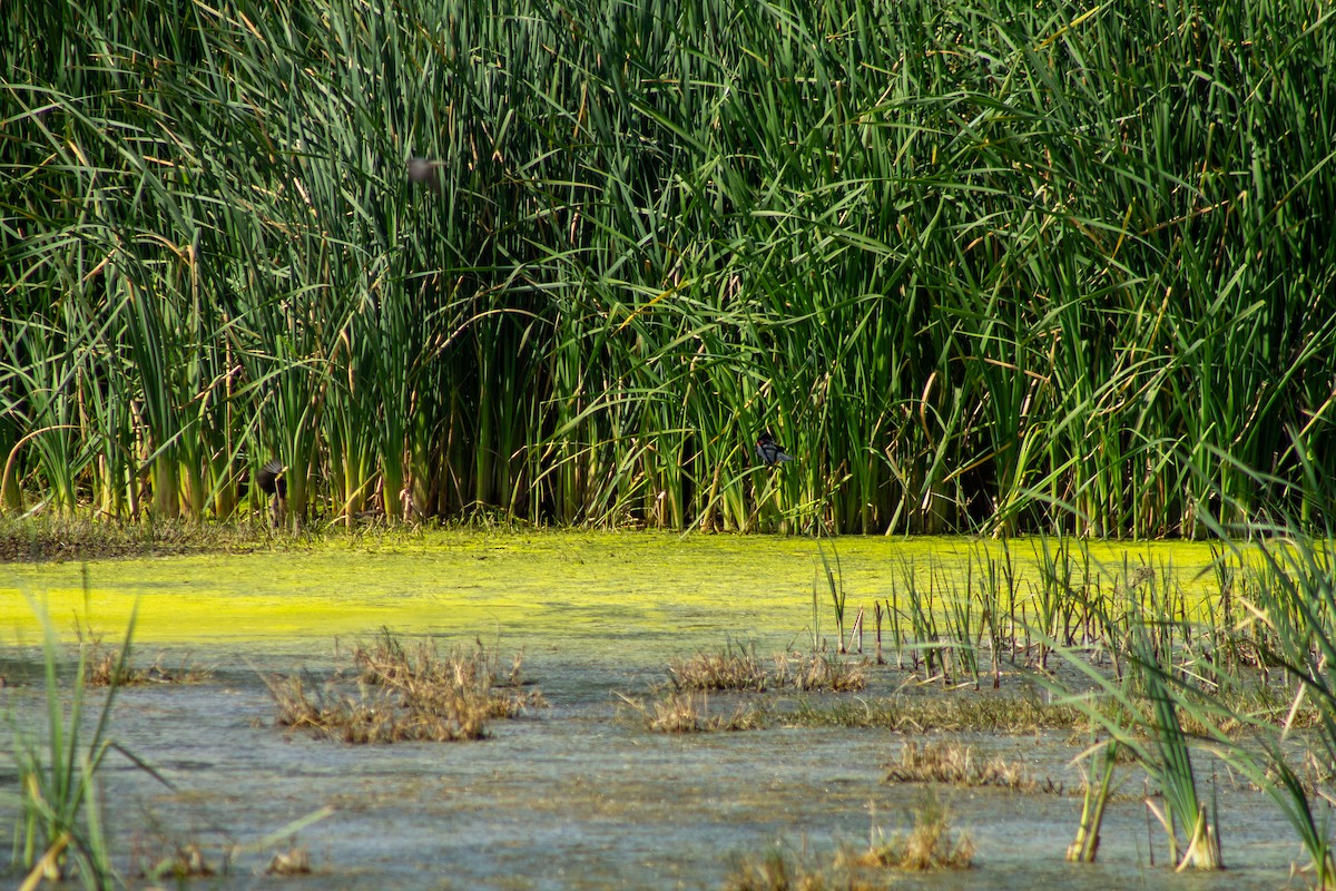 Red-winged Blackbird - ML644293673