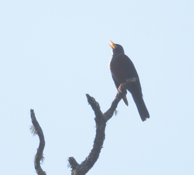 Zorzal Castaño - ML644293676