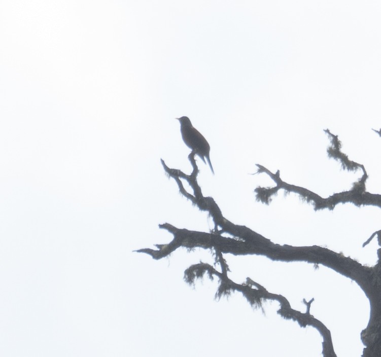 Zorzal Castaño - ML644293677