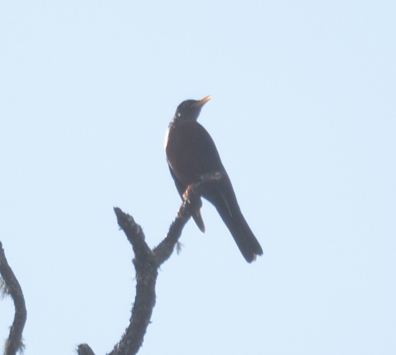 Zorzal Castaño - ML644293678