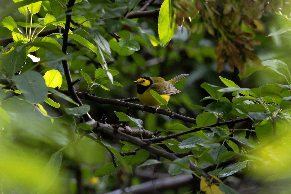 Болотянка чорногорла - ML644293679