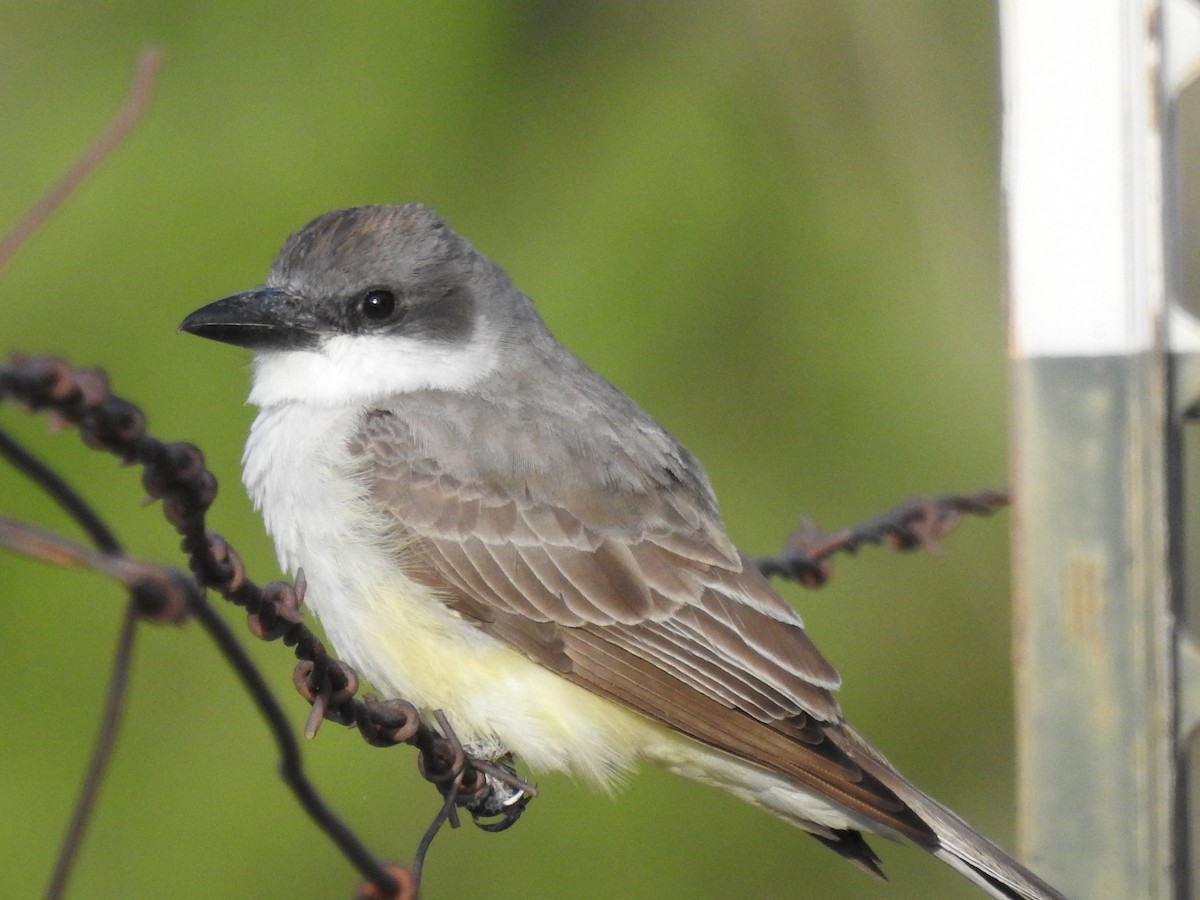 Thick-billed Kingbird - ML644293684