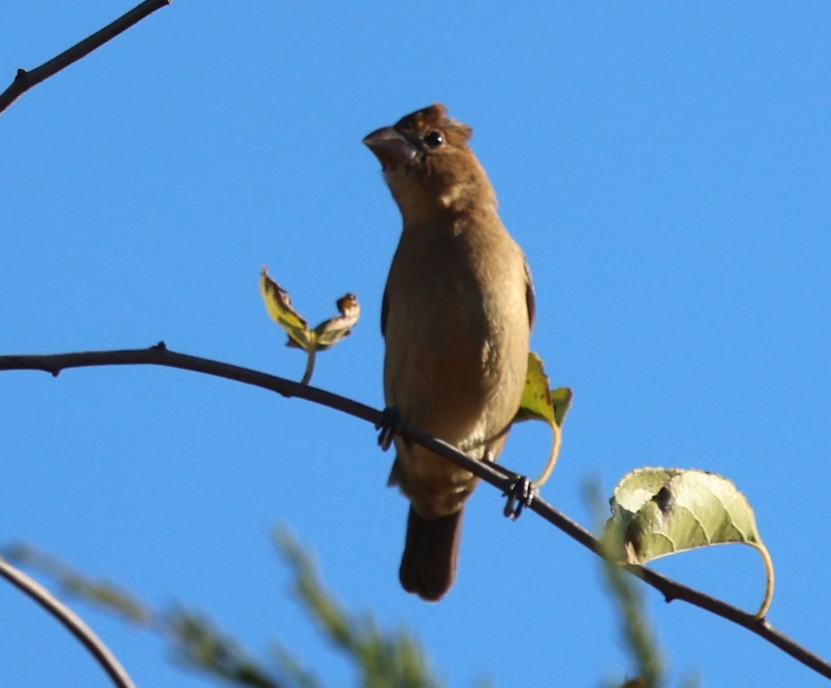 blåtykknebb - ML644293696