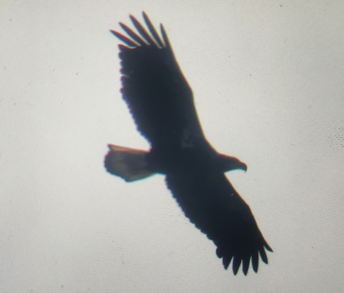 Bald Eagle - ML644293699