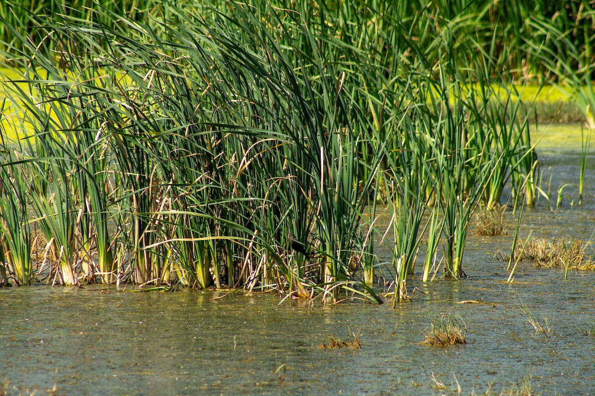 Bronzed Cowbird - ML644293701