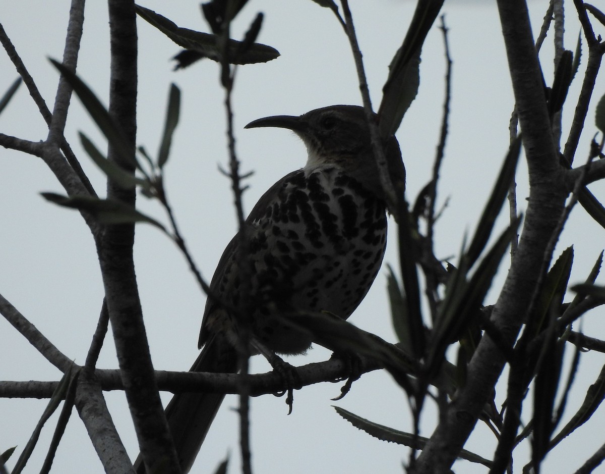 Ocellated Thrasher - ML644293706