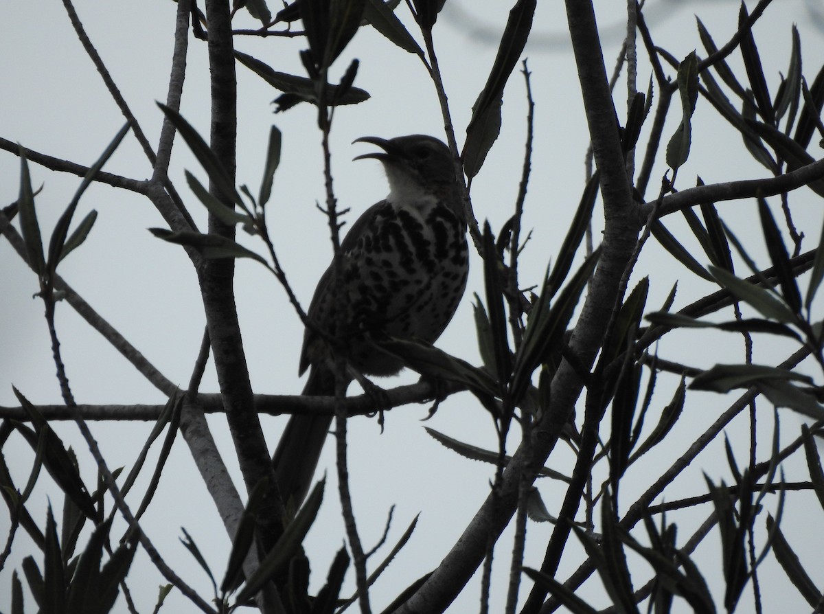Ocellated Thrasher - ML644293707
