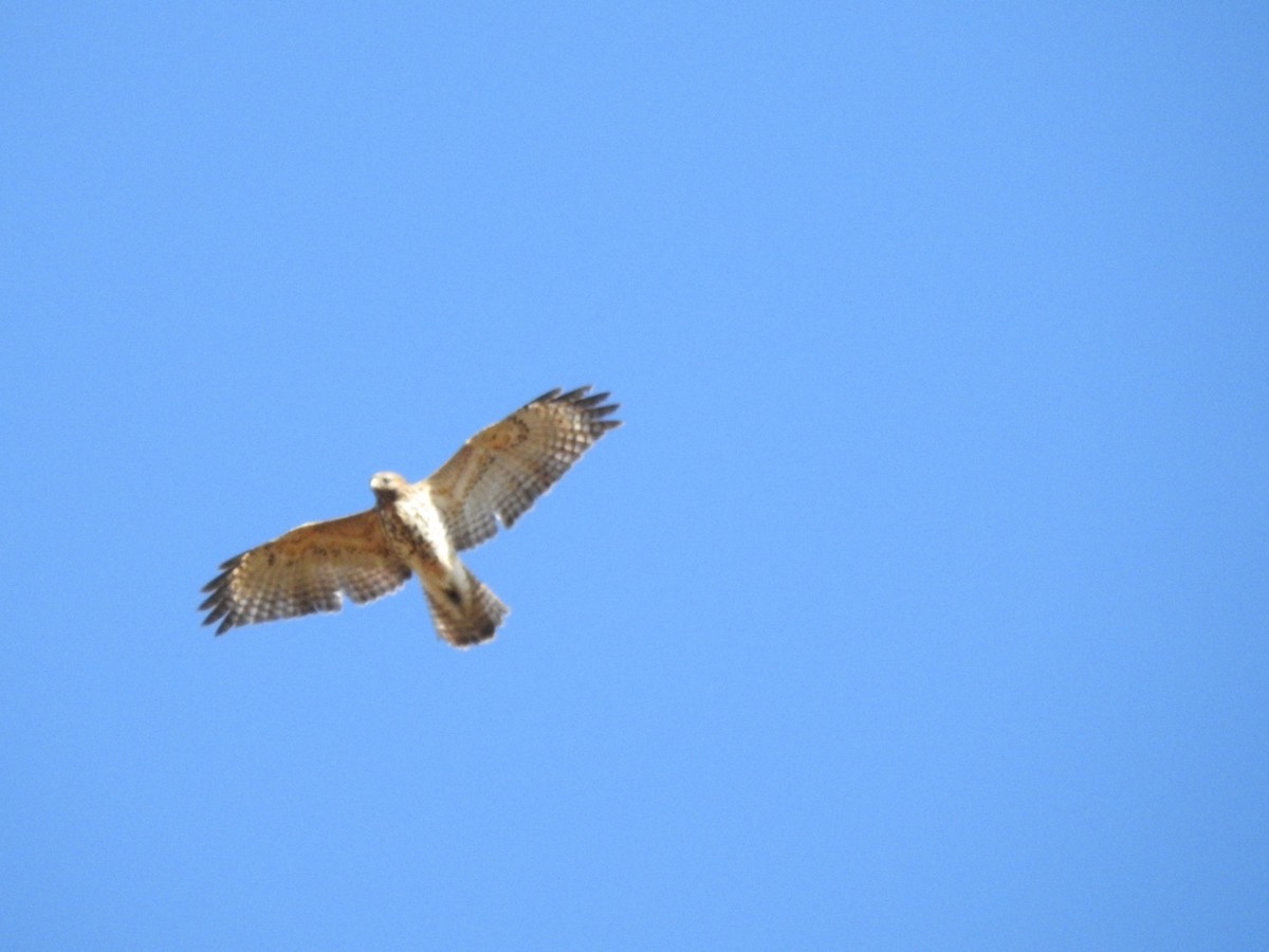 Buse à épaulettes - ML644293708