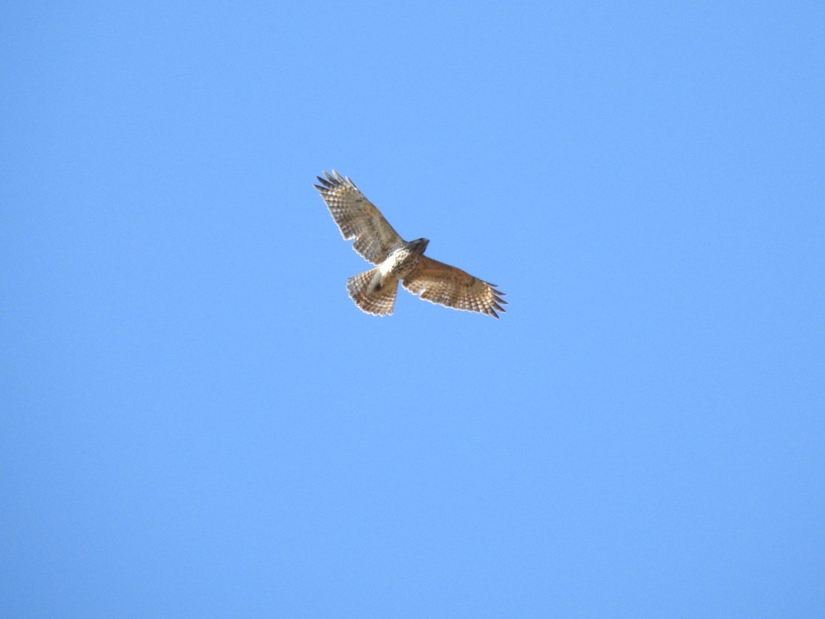 Buse à épaulettes - ML644293709