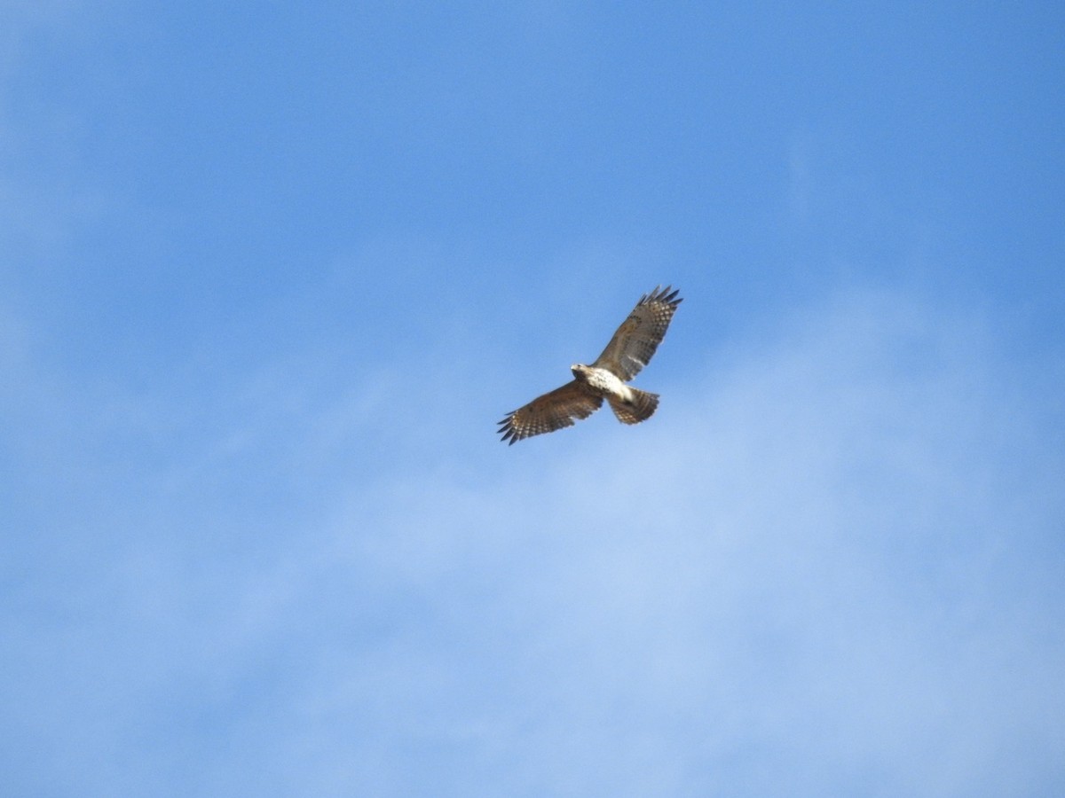 Buse à épaulettes - ML644293710