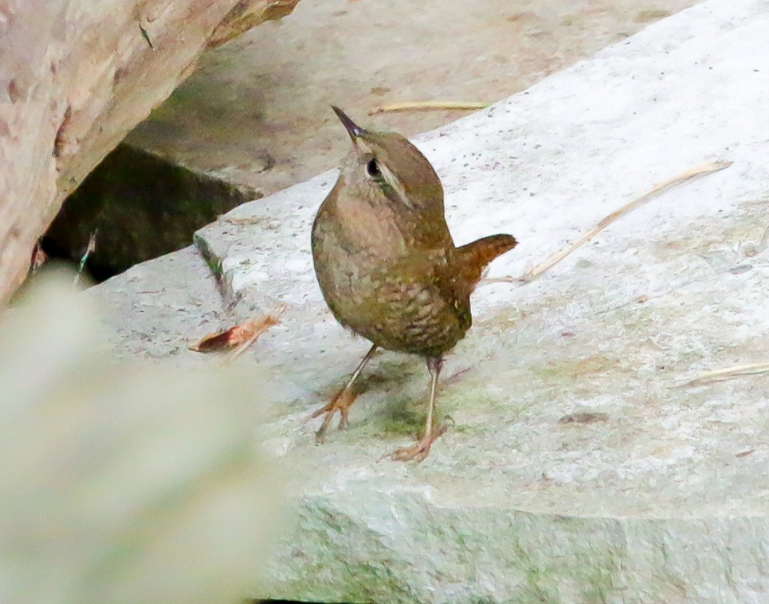 Winter Wren - ML644293713