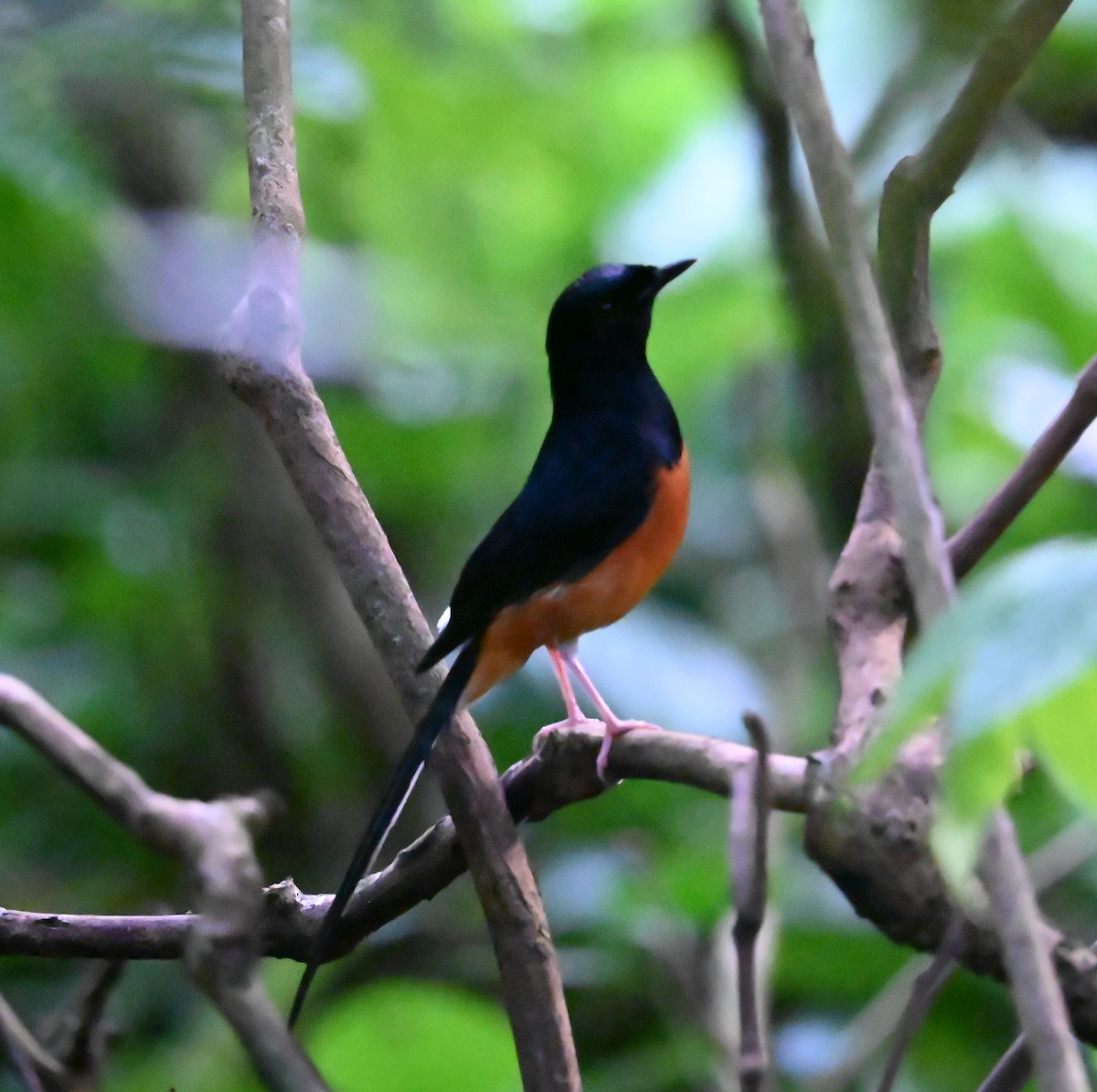 White-rumped Shama - ML644293715