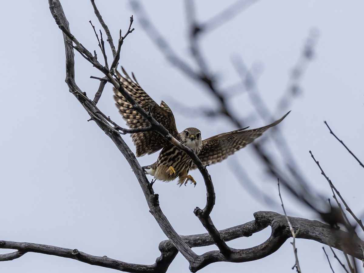 Merlin - Charlie Arp