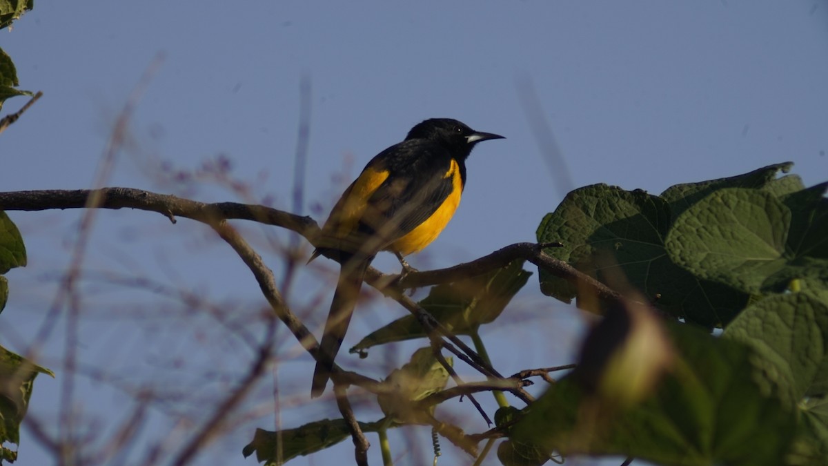 Black-vented Oriole - ML644293724