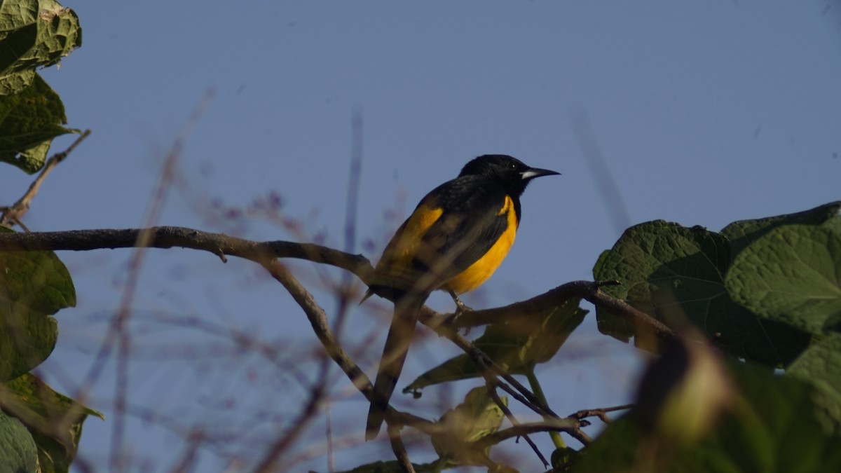 Black-vented Oriole - ML644293725