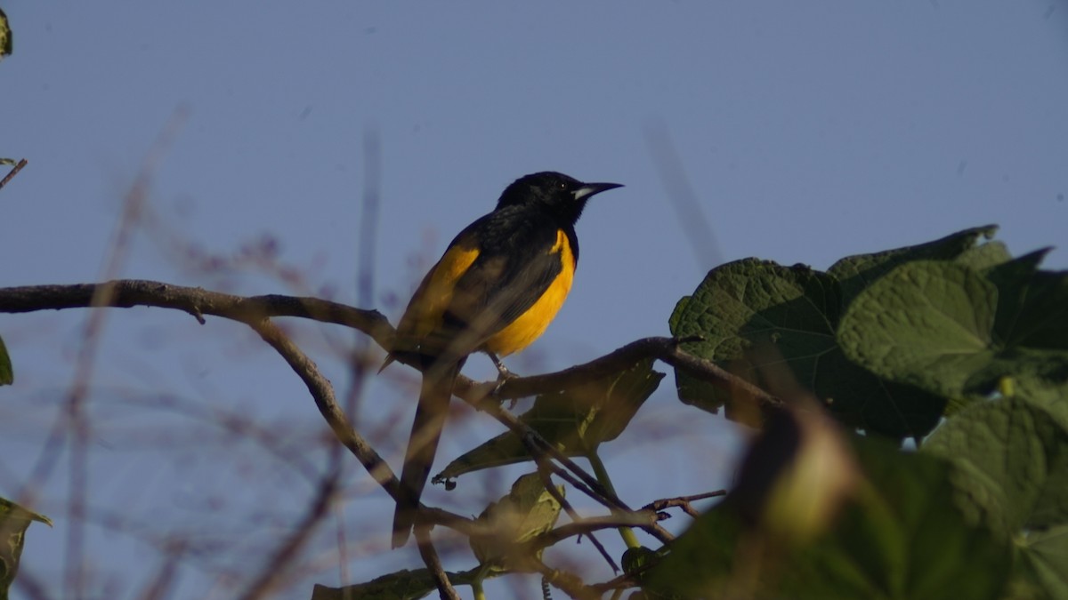 Black-vented Oriole - ML644293726