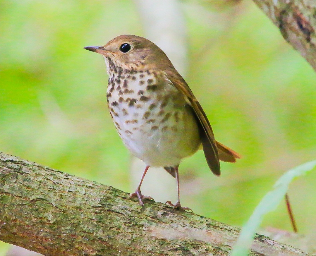 Hermit Thrush - ML644293727