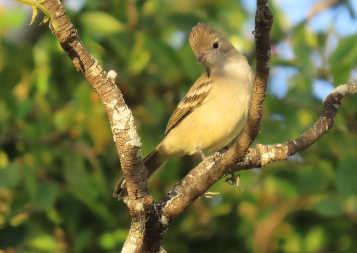 Yellow-bellied Elaenia - ML644293728
