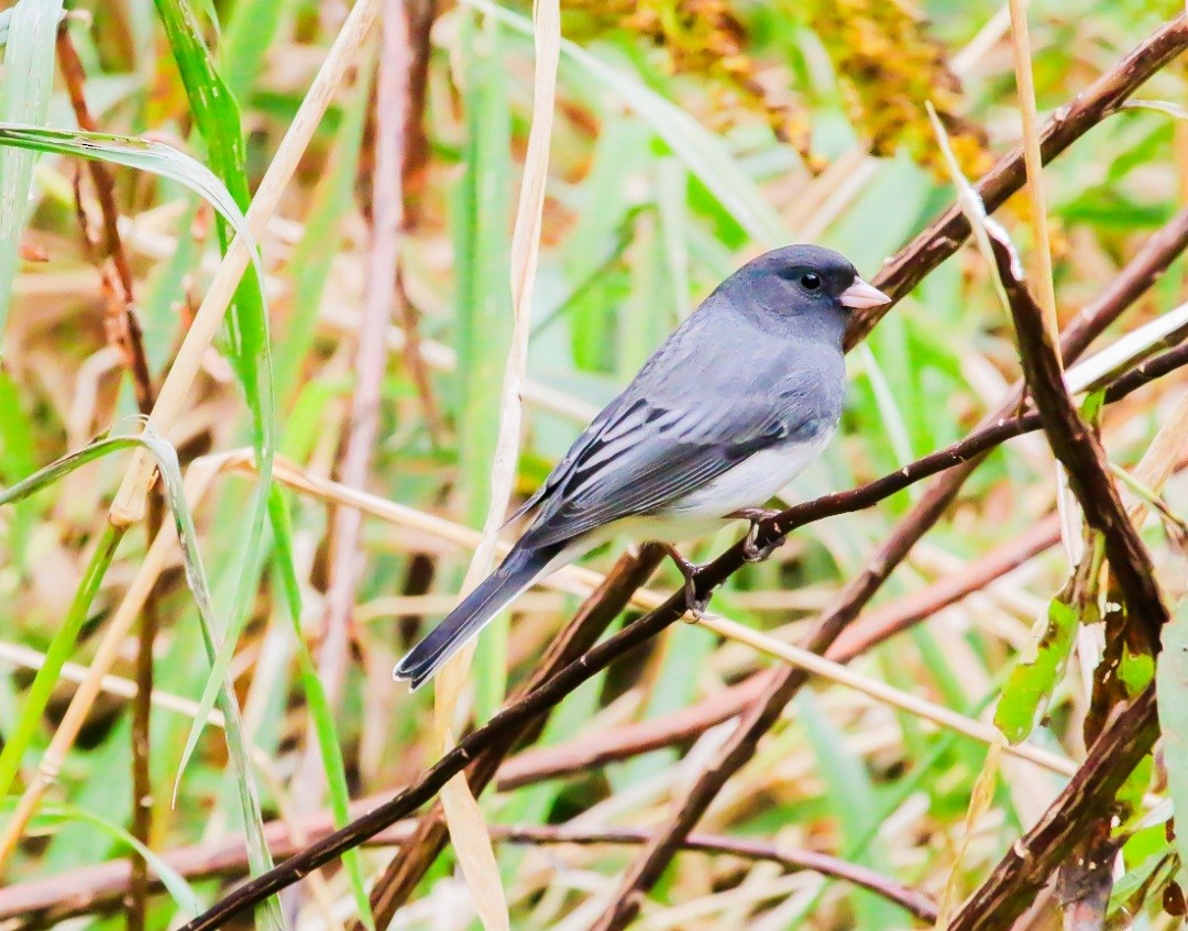 Dark-eyed Junco - ML644293739