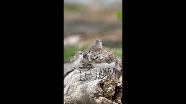 Western Sandpiper - ML644293754
