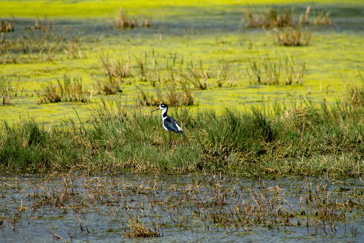 Black-necked Stilt - ML644293755