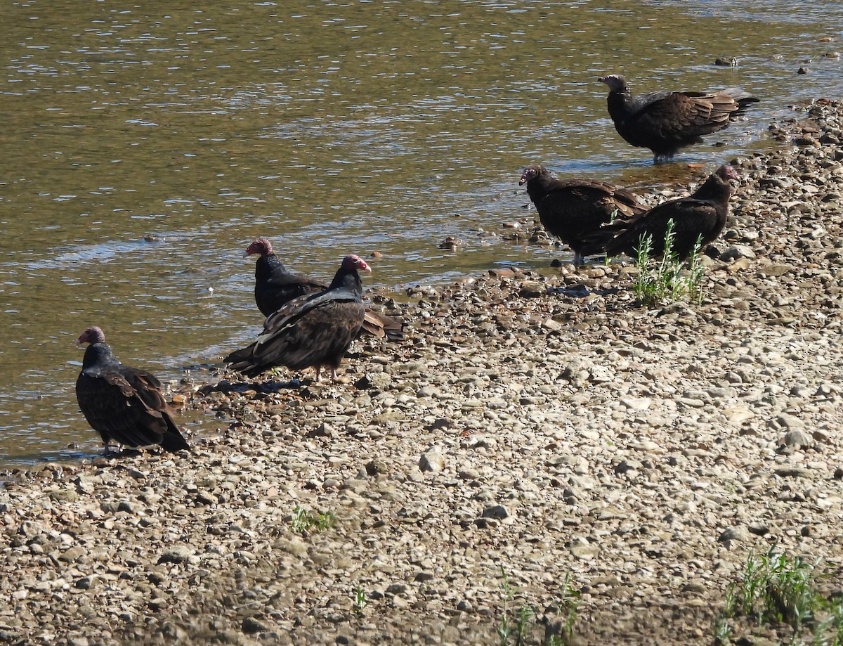 Aura Gallipavo - ML644293761