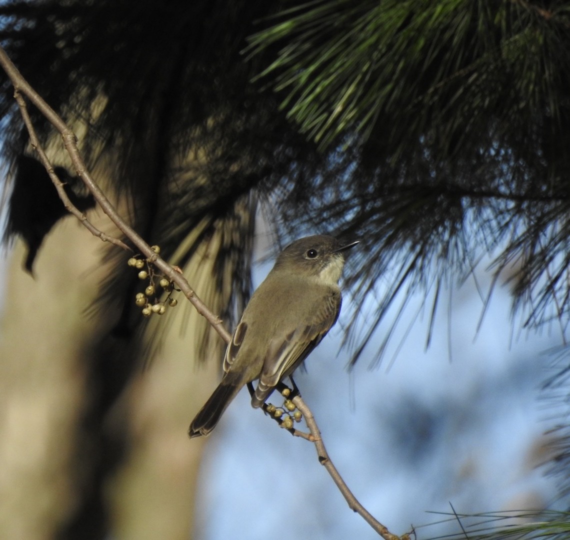 Moucherolle phébi - ML644293763