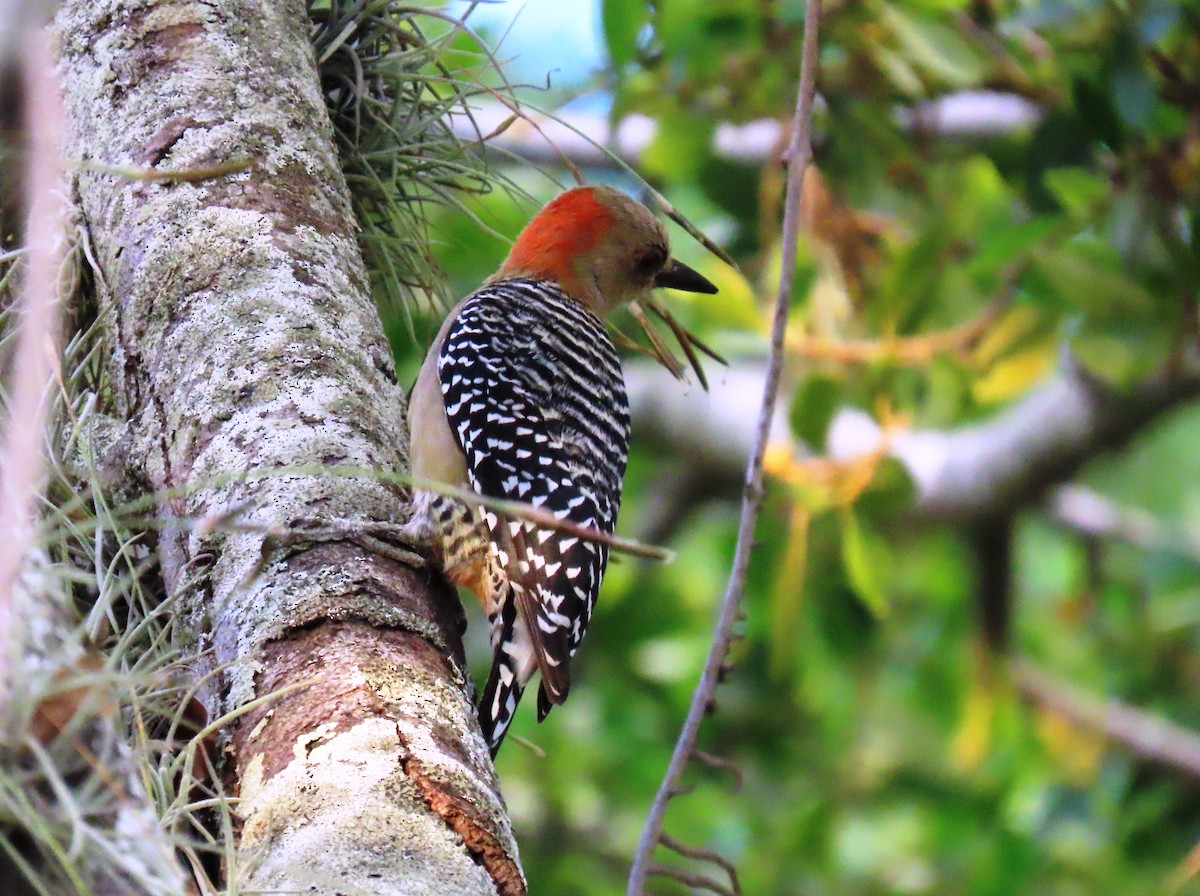 datel kápový - ML644293766