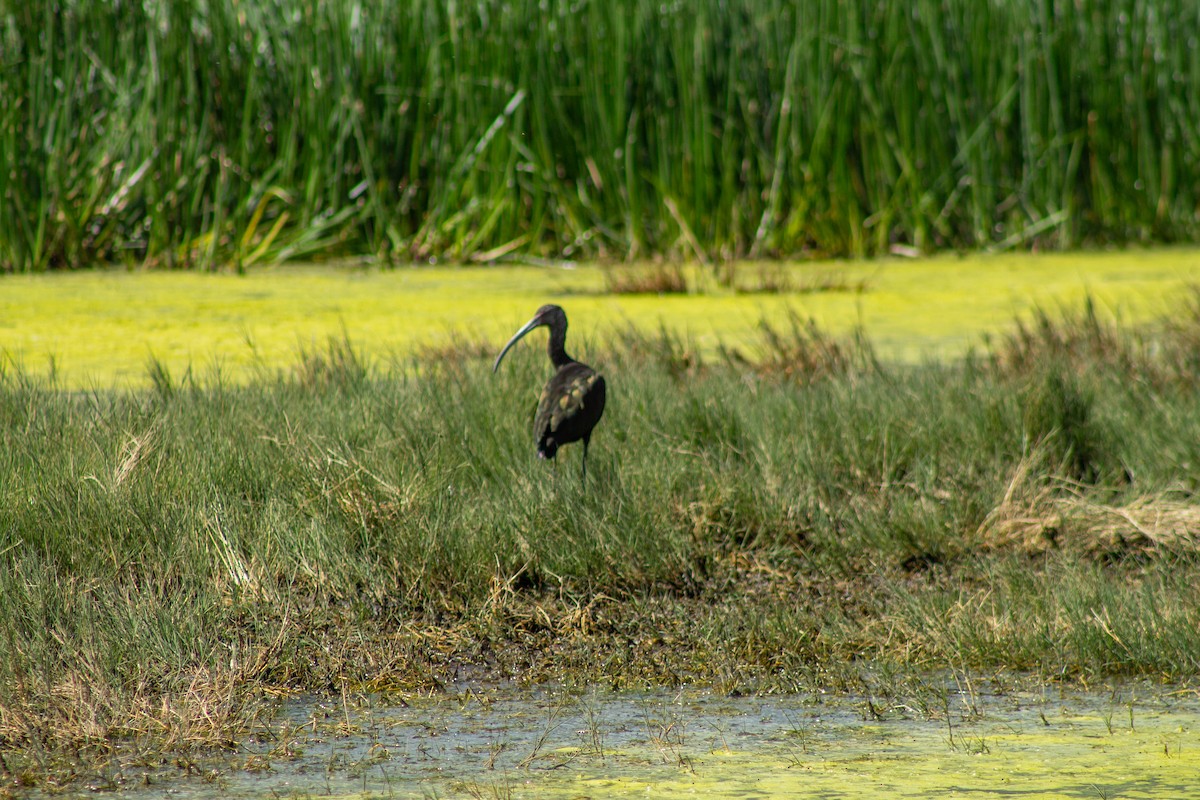 White-faced Ibis - ML644293767