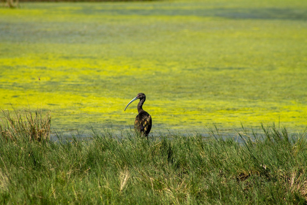 White-faced Ibis - ML644293772