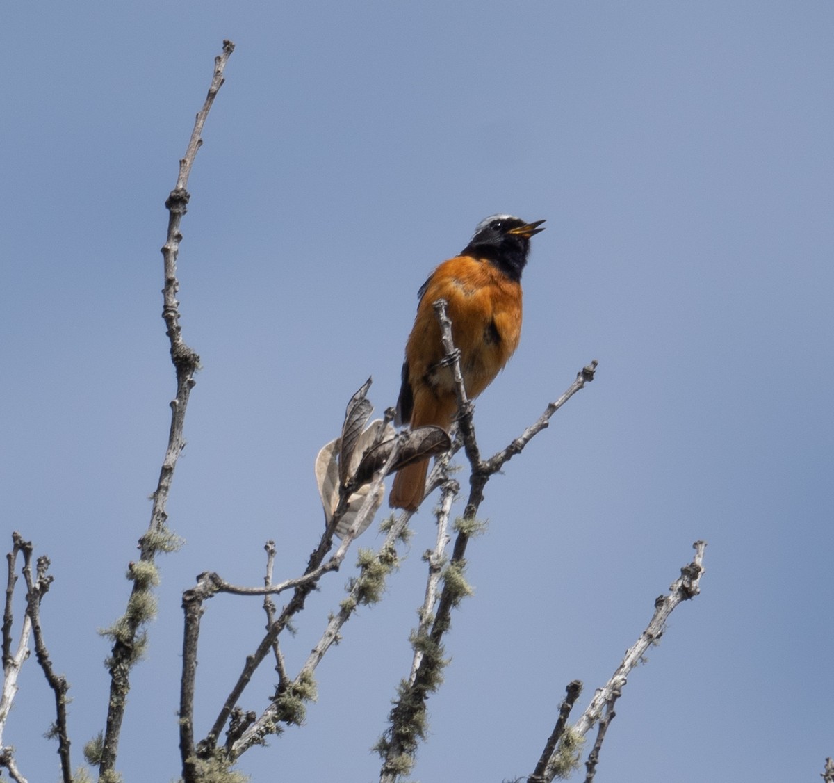 Buztangorri dauriarra - ML644293773